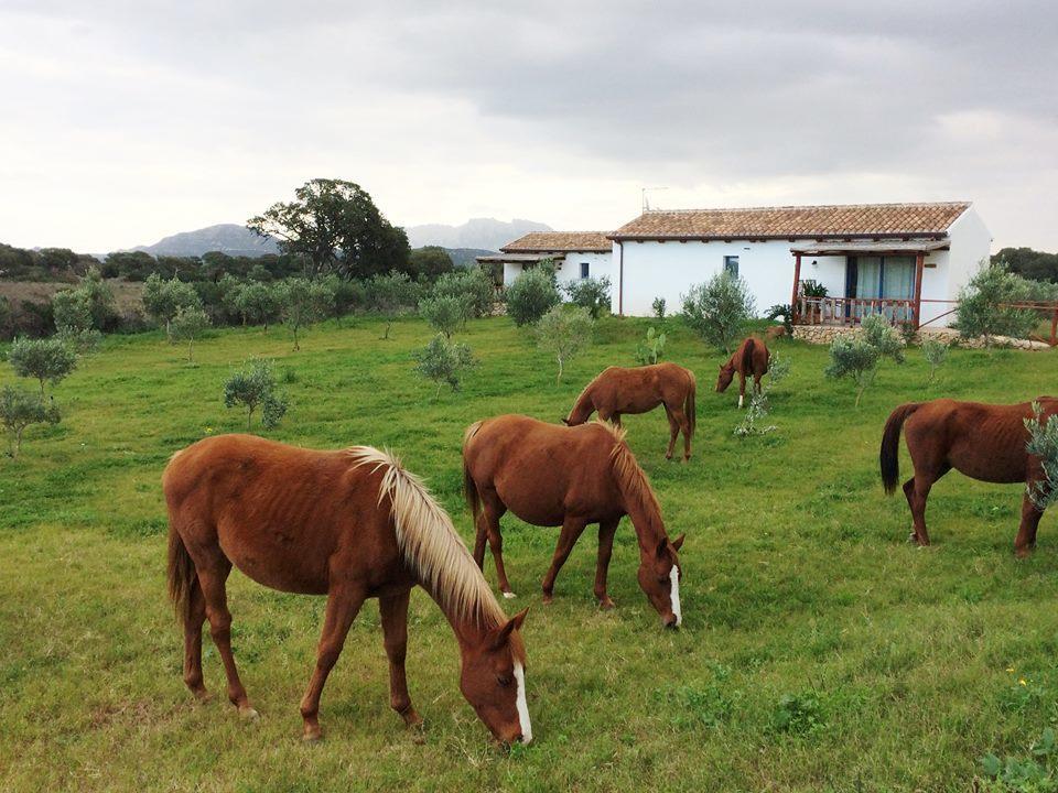 Agriturismo Mieleamaro Villa Olbia Buitenkant foto
